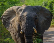 Elephant in the Hluhluwe game reserve Day 8, South Africa & Victoria Falls Approach Tour
