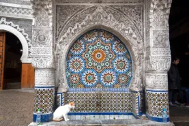 Cat sitting on Nejjarine Fountain