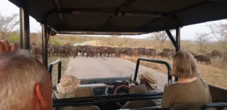 Travellers on game drive Day 8, South Africa & Victoria Falls Approach Tour