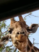 Giraffe looking into safari 4x4 Day 10, South Africa & Victoria Falls Approach Tour