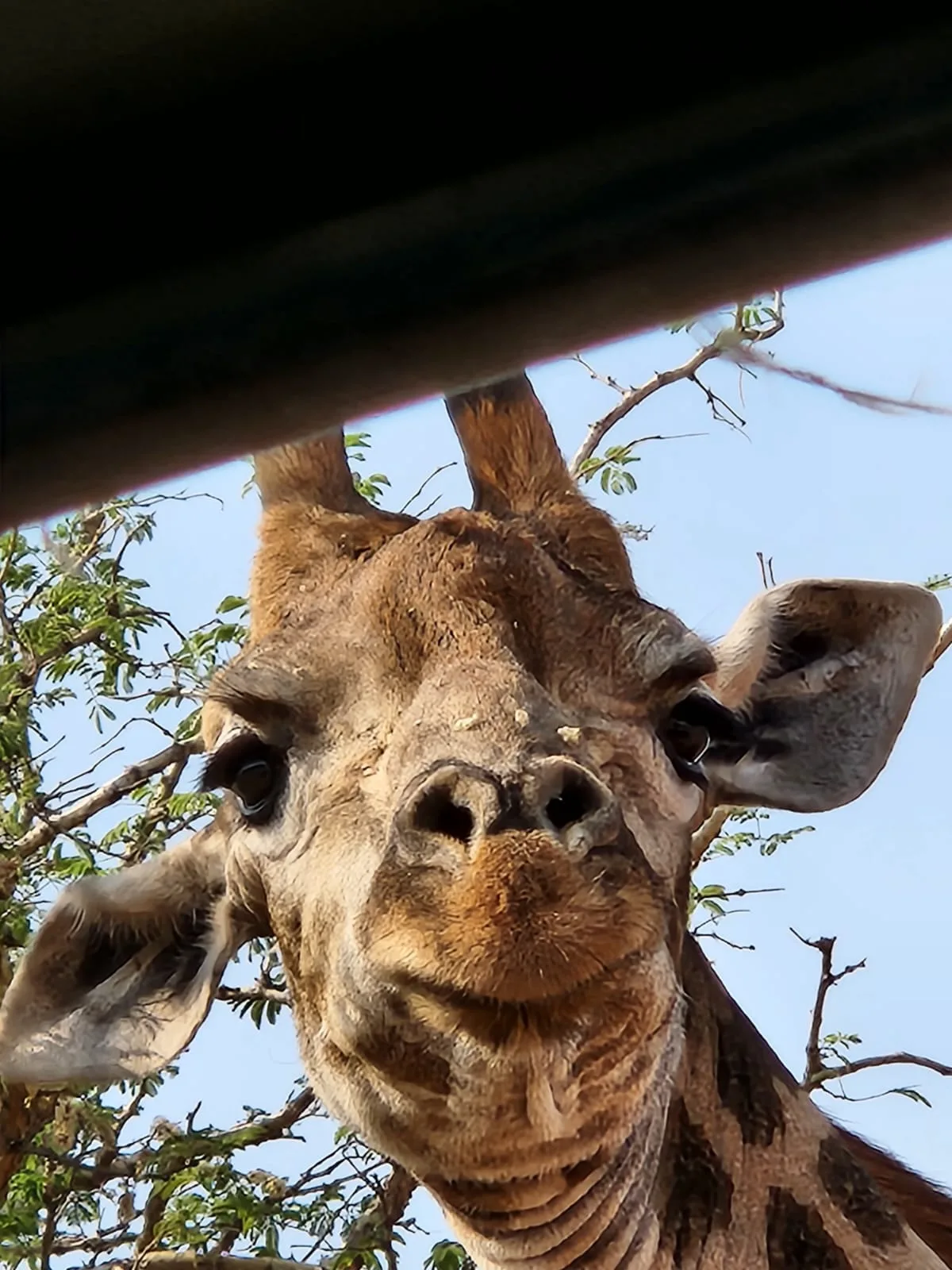 Giraffe looking into safari 4x4 Day 10, South Africa & Victoria Falls Approach Tour