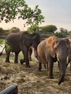 Elephants in private game reserve day 13, South Africa & Victoria Falls Approach Tour