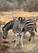 Zebras in private game reserve day 13, South Africa & Victoria Falls Approach Tour
