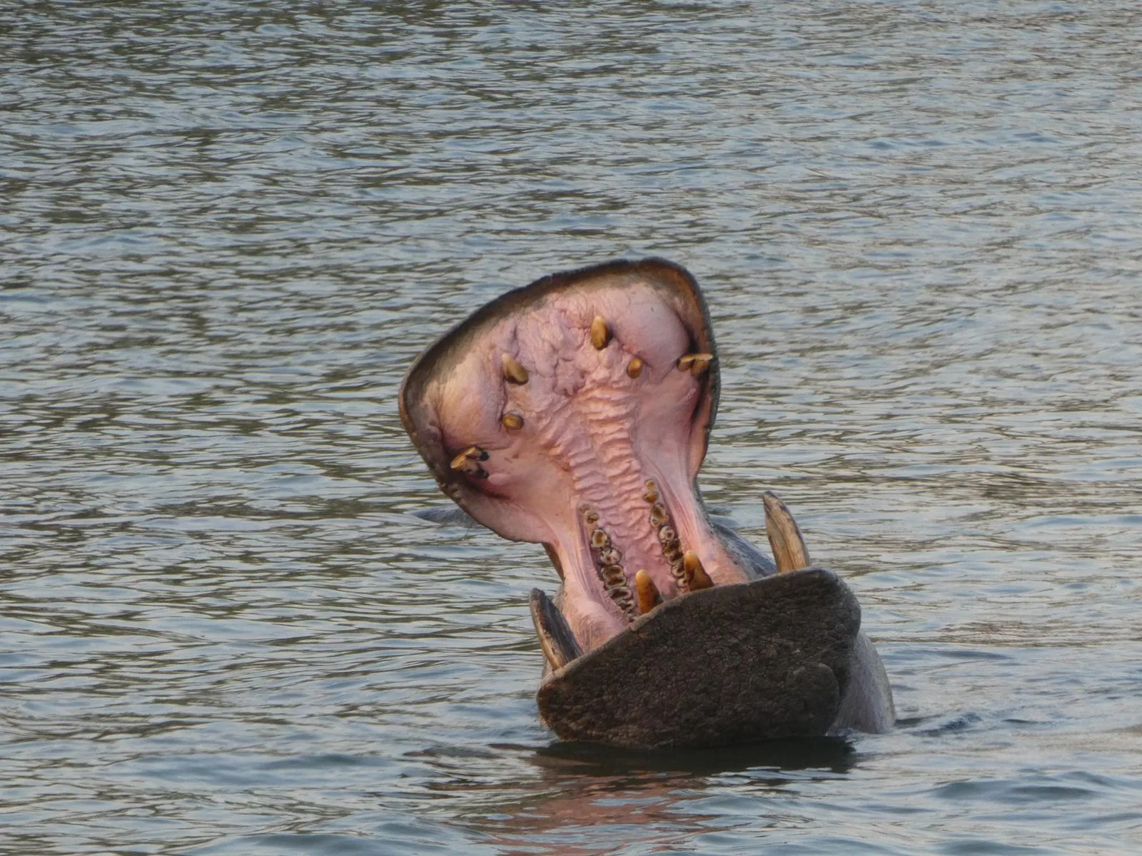 Real traveller photo of hippo in water in the Saint Lucia Estuary Day 7, South Africa & Victoria Falls Approach Tour