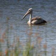Pelican in the water in the Saint Lucia Estuary Day 7, South Africa & Victoria Falls Approach Tour