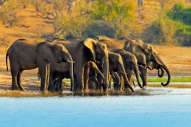 Elephants drinking from Chobe River cruise day 17, South Africa & Victoria Falls Approach Tour