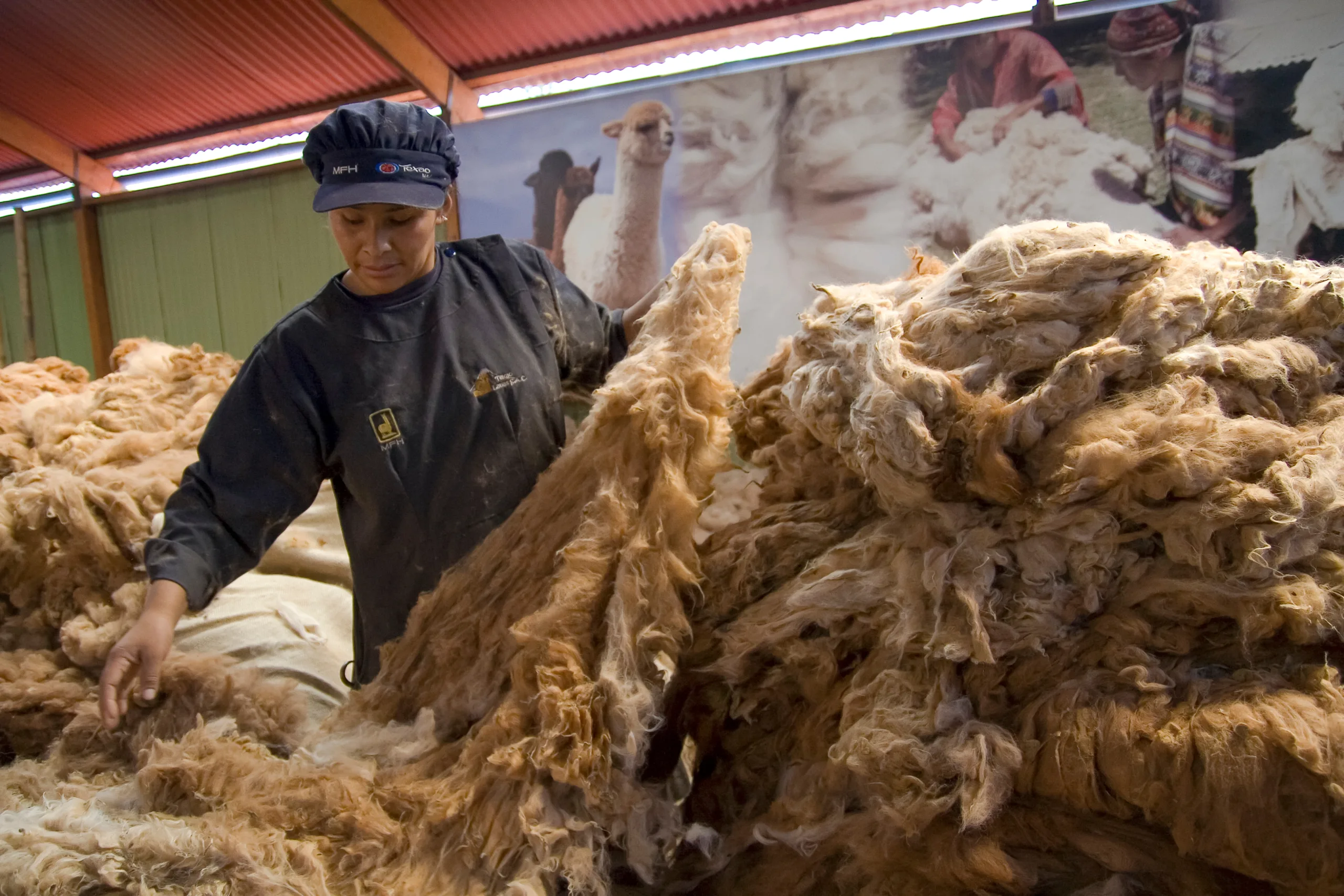 A Woman Works By Selecting Alpaca Wool