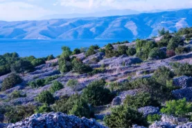 Wild lavender growing in Hvar