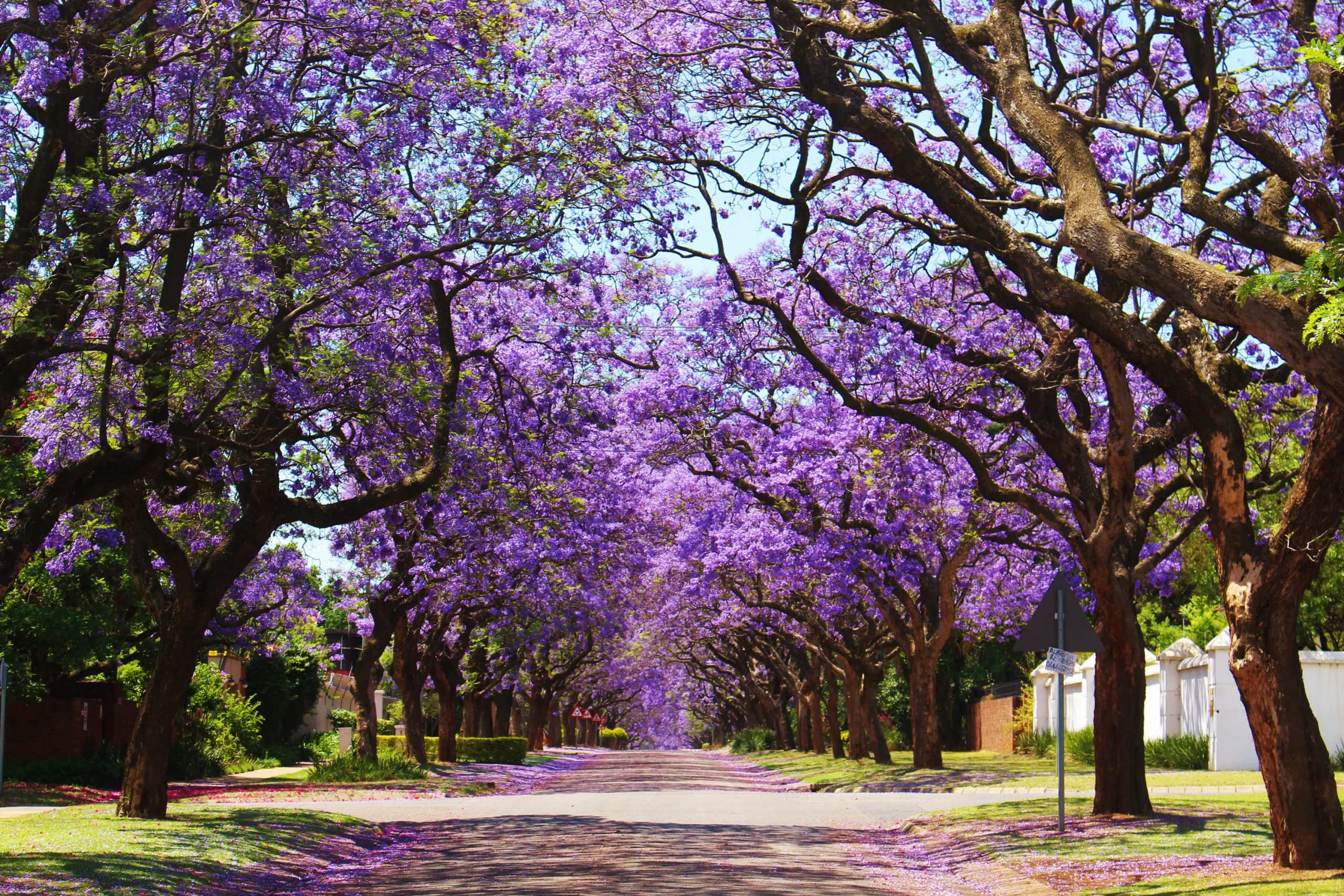 Jacaranda tree in Johannesburg day 15, South Africa & Victoria Falls Approach Tour