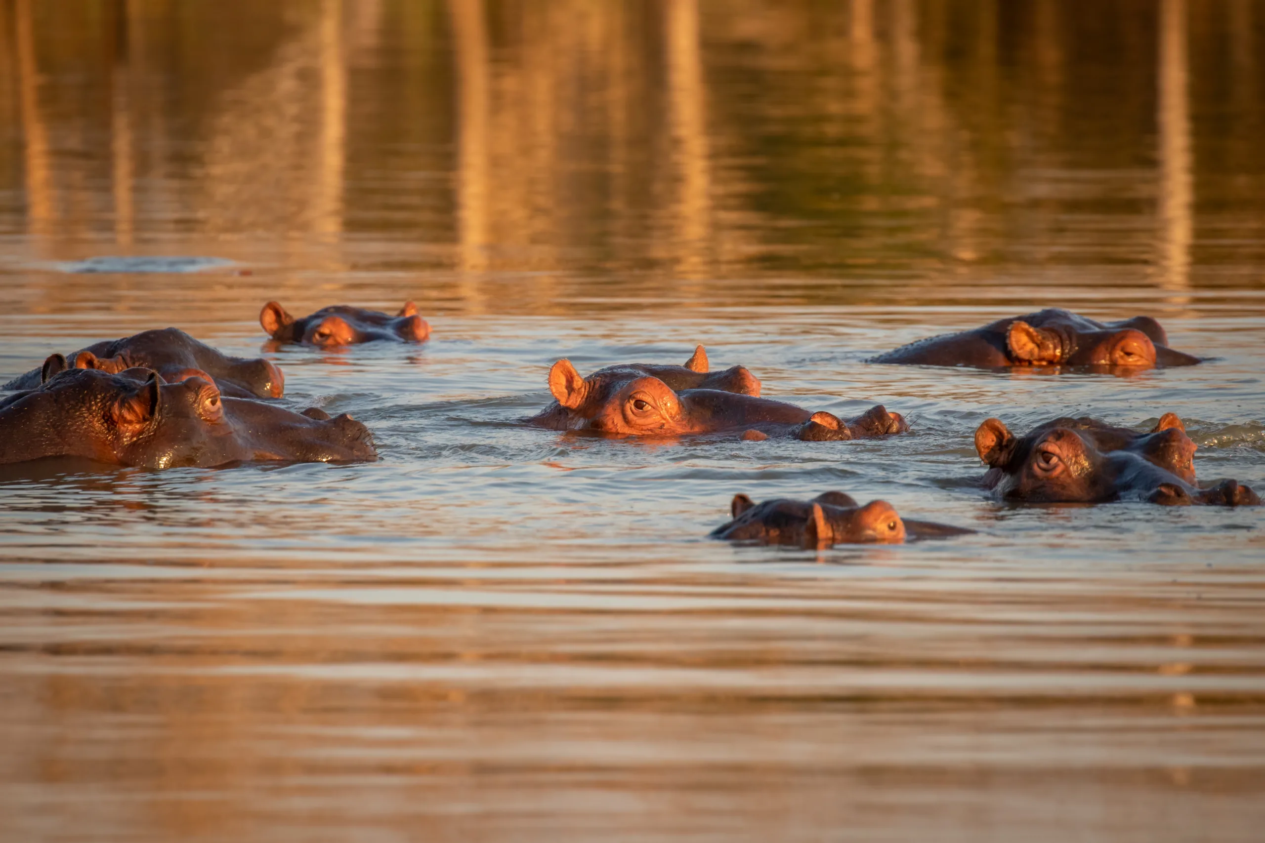 Hippos in the Zambezi River cruise day 16, South Africa & Victoria Falls Approach Tour