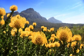 Pincushion Proteas in Kirstenboch Botanical Gardens day 5 South Africa & Victoria Falls Approach Tour