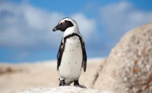 Boulder Beach penguin day 5 South Africa & Victoria Falls Approach Tour